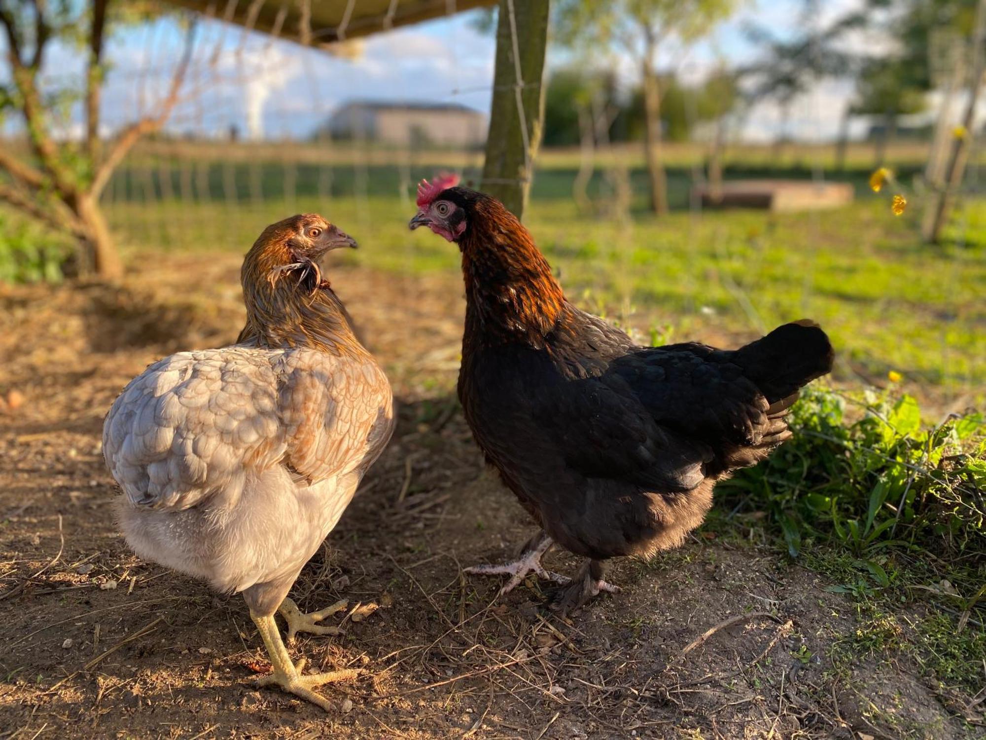 Mobilhome Sous Chalet En Bois A La Ferme Josnes Exterior foto